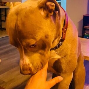American Pitbull for rehoming | PostAds PH