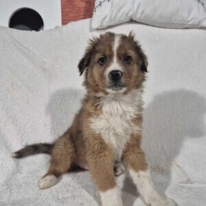 Australian Shepherd / Border Collie Puppies | PostAds PH