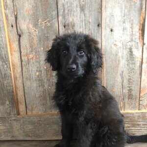 last female ready to go shepherd/poodle pup | PostAds PH