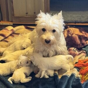 chiot Westie | PostAds PH