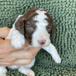 Mini Bernedoodle puppies | PostAds PH