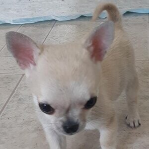 Chihuahua Pupppies Long and Smooth Coats Available | PostAds PH
