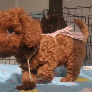 Adorable miniature poodle puppies | PostAds PH