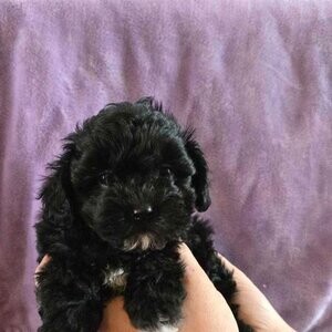 Havapoo-Havenese/Poodle | PostAds PH
