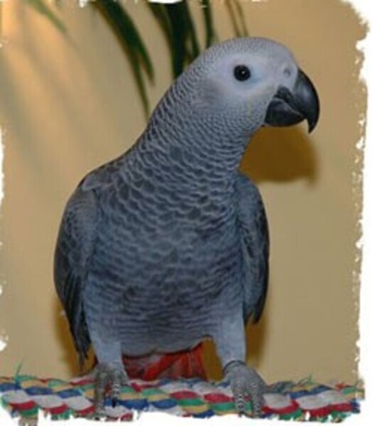 African Grey Parrots WhatsApp:(+63-9455-189-371)