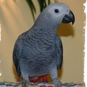 African Grey Parrots WhatsApp:(+63-9455-189-371) | PostAds PH