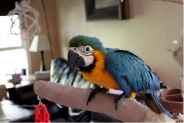 Blue and Gold Macaw Viber:(+63-9455-189-371)