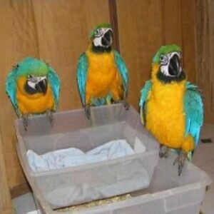 Hyacinth Macaw Parrots for Adoption | PostAds PH