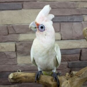 Two Cockatiels for Adoption | PostAds PH