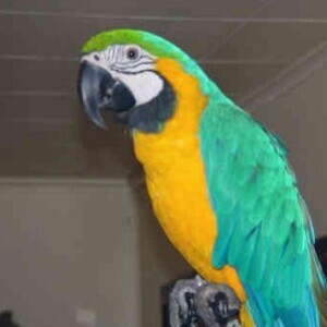 Macaw Parrot for Sale | PostAds PH