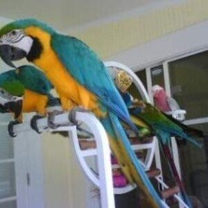 Blue And Gold Macaw | PostAds PH