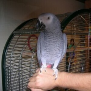 African grey with cage parrots | PostAds PH