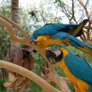 WOW!!! Great Blue ad Gold Macaws Parrots Now ready | PostAds PH