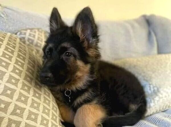 German Shepherd puppies from pedigree 