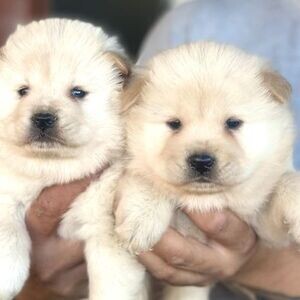 Chow Chow puppies | PostAds PH
