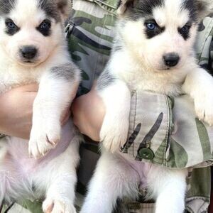 Siberian husky puppies | PostAds PH