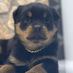 Special little Rottweiler puppies | PostAds PH