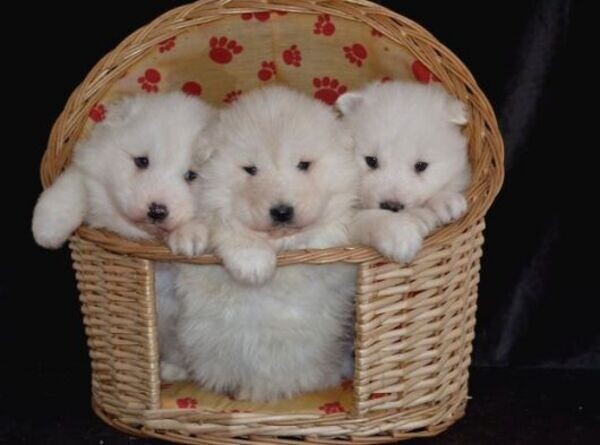 Special little Samoyed puppies