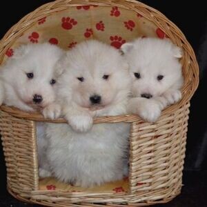 Special little Samoyed puppies | PostAds PH
