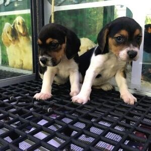 Special little Beagle Puppies | PostAds PH