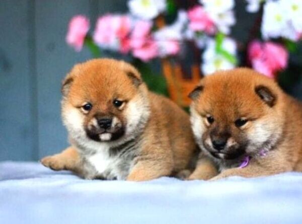 Special little Shi̇ba İnu puppies