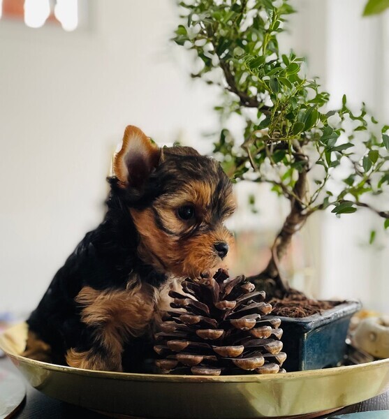 Last girl available 🐾🐶