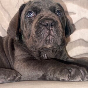 RussianBloodLine Cane corso pups (Ready to leave) | PostAds PH