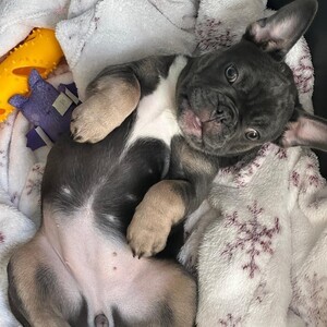 Reduced Kc Reg French Bulldog 1 female left | PostAds PH