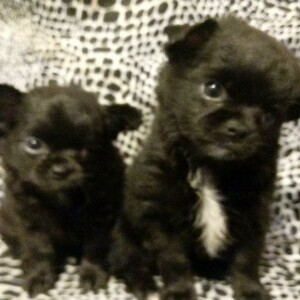 Chihuahua boys Vacinated, ready for new home | PostAds PH