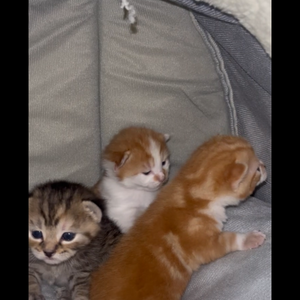 tabby kittens + mum | PostAds PH