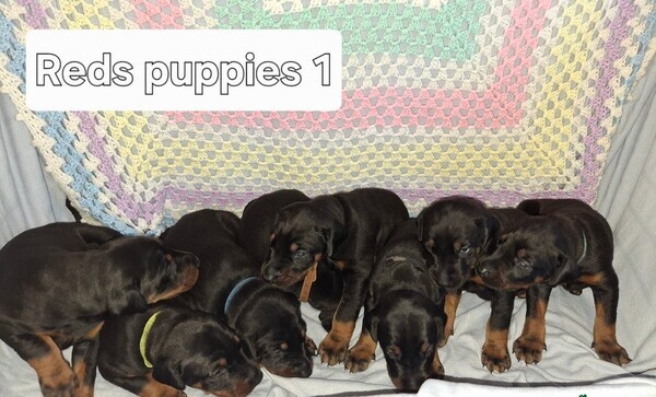 Dobermann Puppies