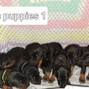 Dobermann Puppies | PostAds PH