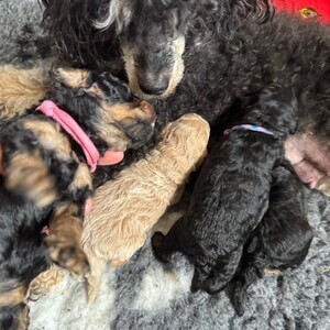 Stunning KC Phantom Toy poodle Beautiful litter of KC Registered Toy Poodle puppies | PostAds PH