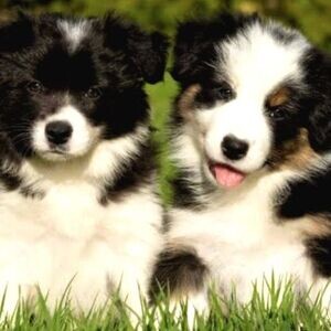 Border Collie puppies | PostAds PH