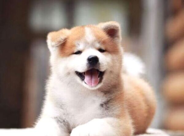 American Akita puppies