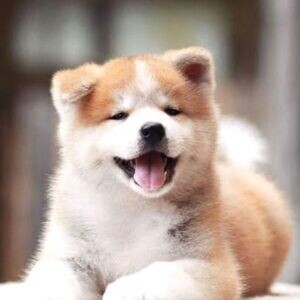 American Akita puppies | PostAds PH
