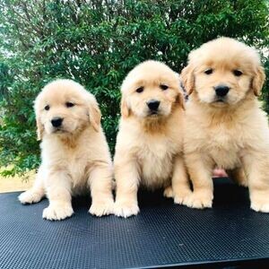Golden Retriever puppies | PostAds PH