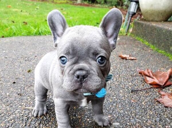 French Bulldog puppies