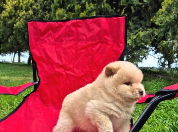 Chow Chow pups 