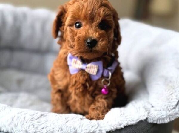 Toy Poodle puppies