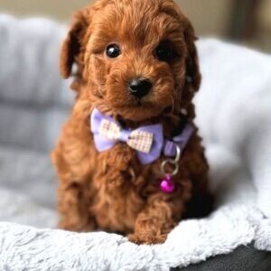 Toy Poodle puppies | PostAds PH
