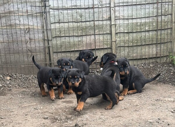 Beautiful litter of Rottweiler puppies