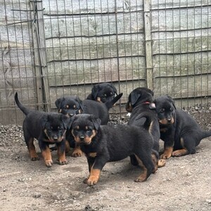 Beautiful litter of Rottweiler puppies | PostAds PH