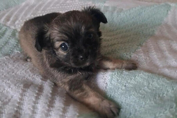 Long coat sable and black chihuahua puppies for sale