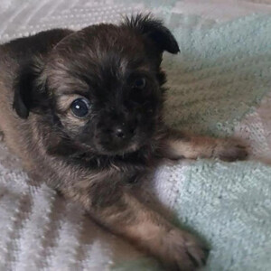 Long coat sable and black chihuahua puppies for sale | PostAds PH