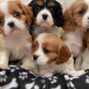 I have the cutest litter of five beautiful puppies now ready to find th | PostAds PH