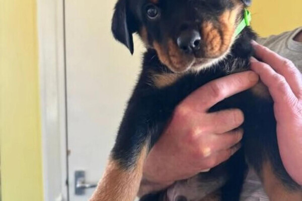 8 Weekks Rottweiler beautiful 8 week old full breed rottweiler puppies for sale | PostAds.ph