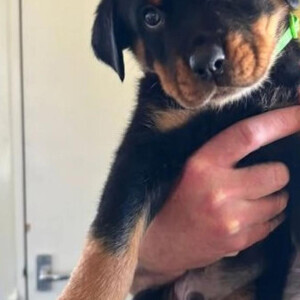 beautiful 8 week old full breed rottweiler puppies for sale | PostAds PH