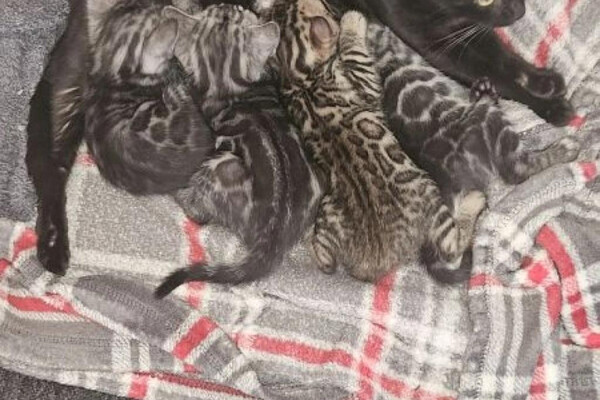 1 GIRL LEFT These stunning bengal kittens are for sale, looking for a l