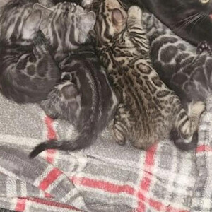 1 GIRL LEFT These stunning bengal kittens are for sale, looking for a l | PostAds PH